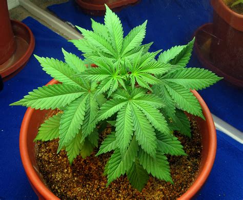 cannabis pflanze